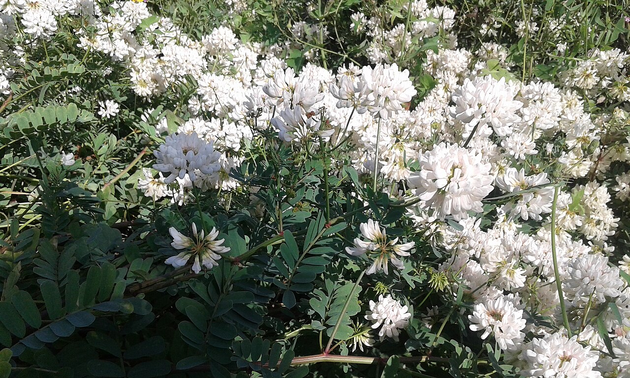 White crownvetch: Hojas y flores de la planta Securigera globosa o Coronilla globosa en el Jardín Botánico de Barcelona.