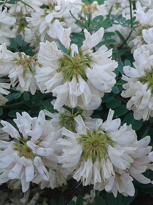 White crownvetch: Flores de la planta Securigera globosa o Coronilla globosa en el Jardín Botánico de Barcelona.