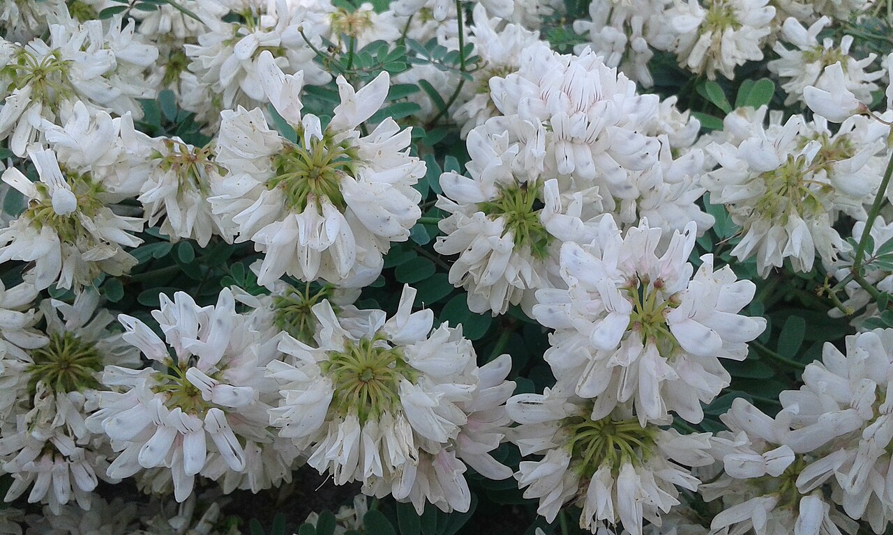 White crownvetch: Flores de la planta Securigera globosa o Coronilla globosa en el Jardín Botánico de Barcelona.