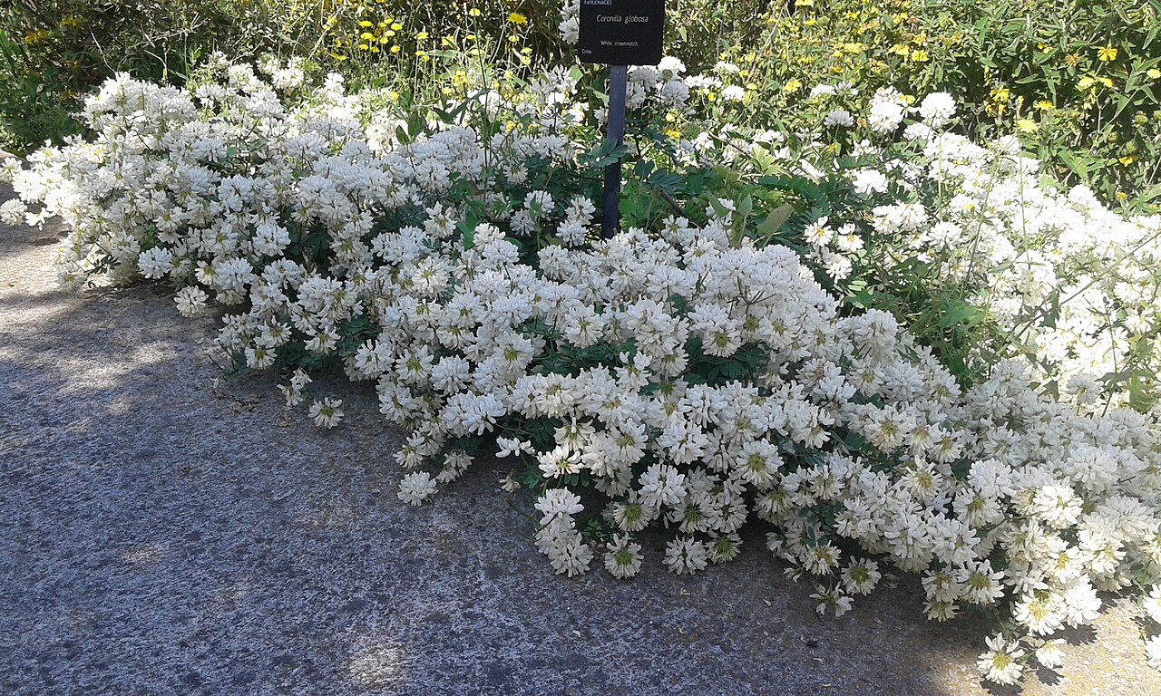 White crownvetch: Ejemplares de la planta Securigera globosa o Coronilla globosa en el Jardín Botánico de Barcelona.