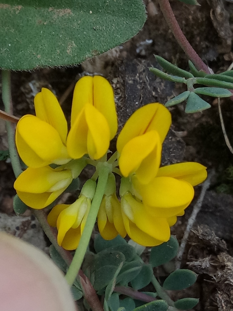 Coronilla minima (Coronilla minima)