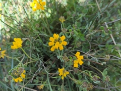 Coronilla minima (Coronilla minima)