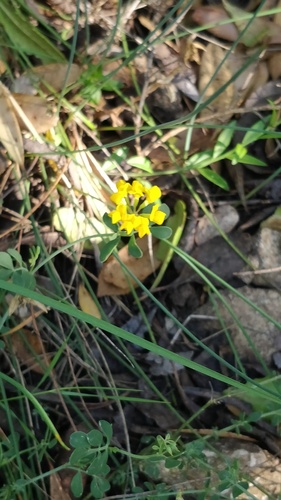 Coronilla minima (Coronilla minima)