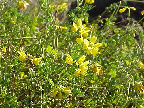 Coronilla minima: Species : Coronilla minima Family : Fabaceae Image No. 1