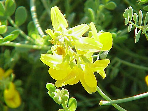 Coronilla minima: Species : Coronilla minima Family : Fabaceae Image No. 3