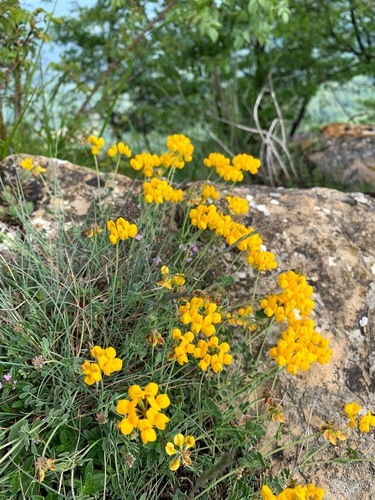 Coronilla minima (Coronilla minima)