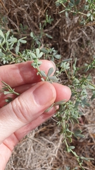 Coronilla minima (Coronilla minima)