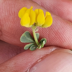 Coronilla minima (Coronilla minima)