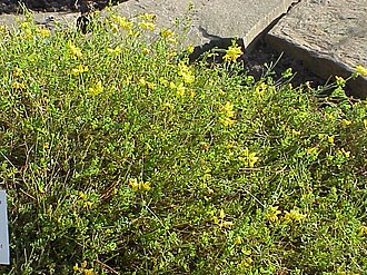 Coronilla minima: Species : Coronilla minima Family : Fabaceae Image No. 2