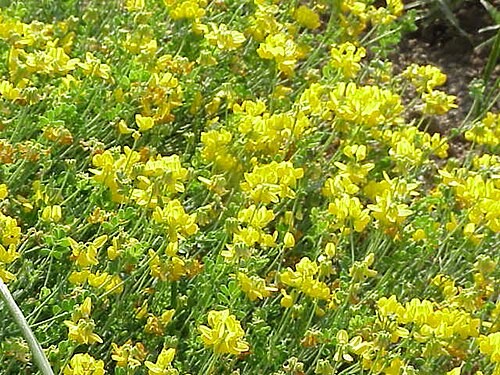 Coronilla minima: Species : Coronilla minima Family : Fabaceae Image No. 5