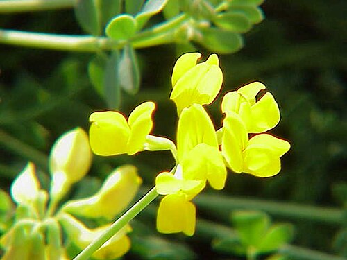 Coronilla minima: Species : Coronilla minima Family : Fabaceae Image No. 4
