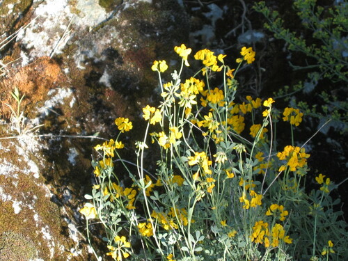 Coronilla minima (Coronilla minima)