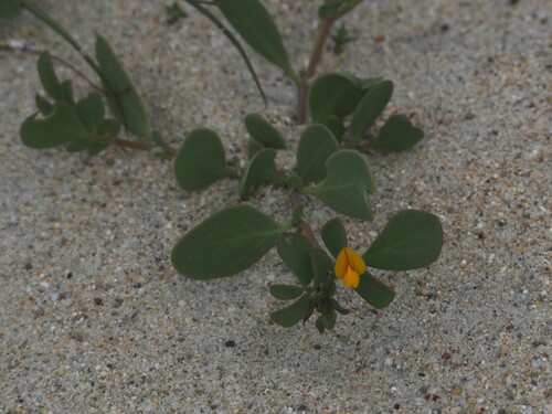Coronilla repanda (Coronilla repanda)