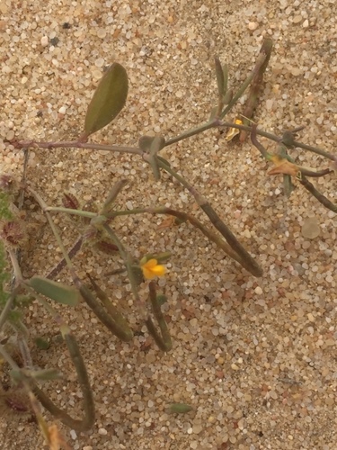 Coronilla repanda (Coronilla repanda)