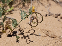 Coronilla repanda (Coronilla repanda)