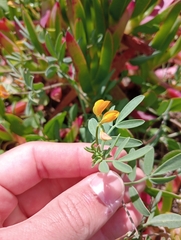 Coronilla repanda (Coronilla repanda)
