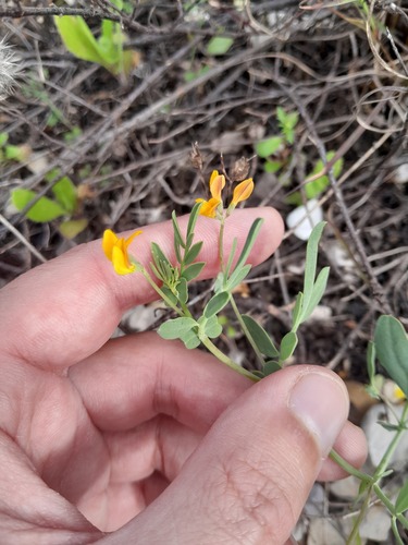Coronilla repanda (Coronilla repanda)
