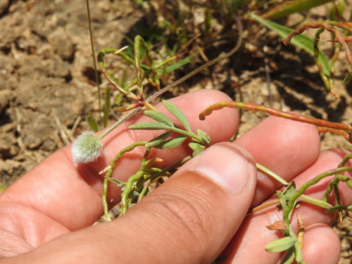 Coronilla repanda (Coronilla repanda)