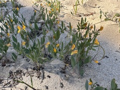 Coronilla repanda (Coronilla repanda)