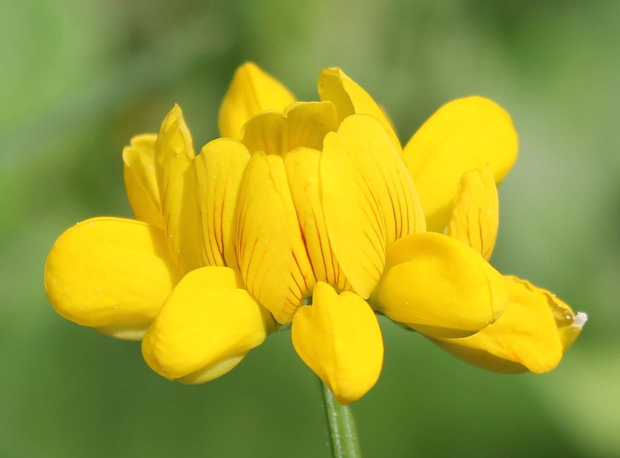 Goat pea: Securigera securidaca inflorescence