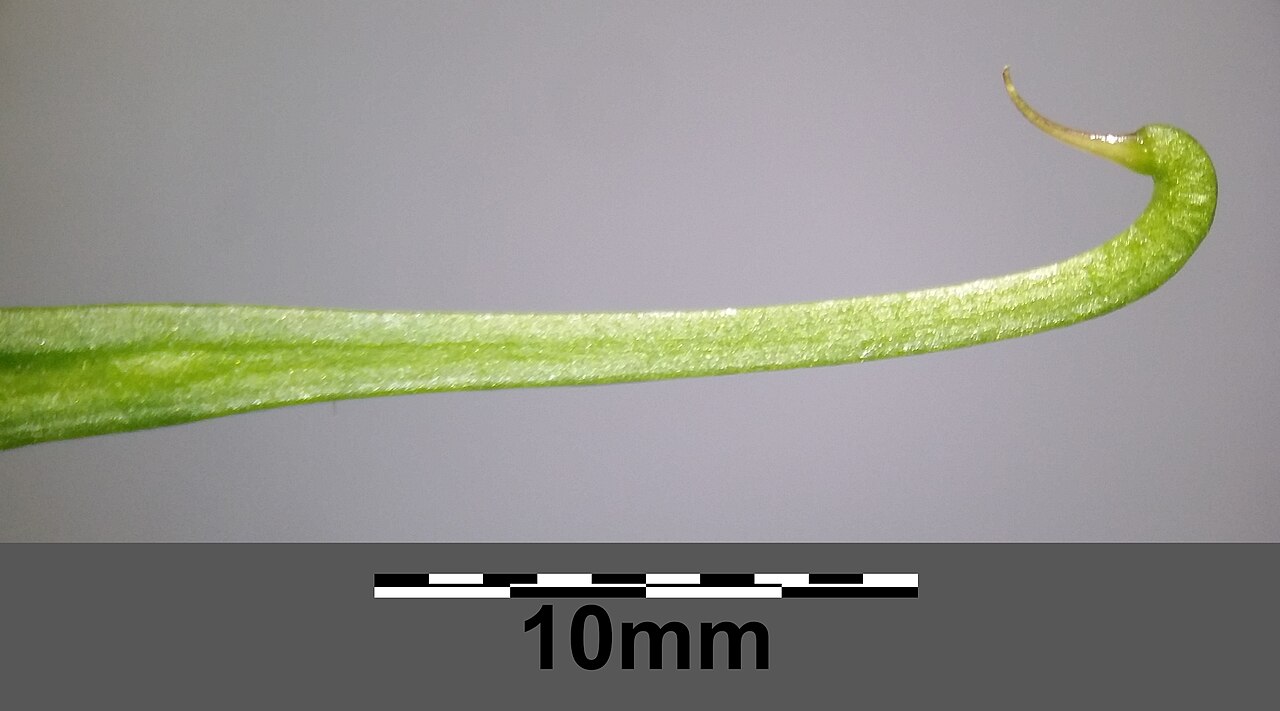 Goat pea: Legume (tip) Taxonym: Securigera securidaca ss Rottensteiner: Exkursionsflora für Istrien ISBN 978-3-85328-067-6 Location: community Krk, Krk, County Primorje-G