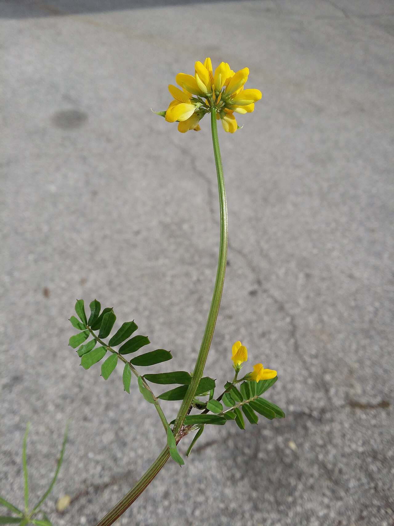 Goat pea: Habitus Taxonym: Securigera securidaca ss Rottensteiner: Exkursionsflora für Istrien ISBN 978-3-85328-067-6 Location: community Krk, Krk, County Primorje-Gorski