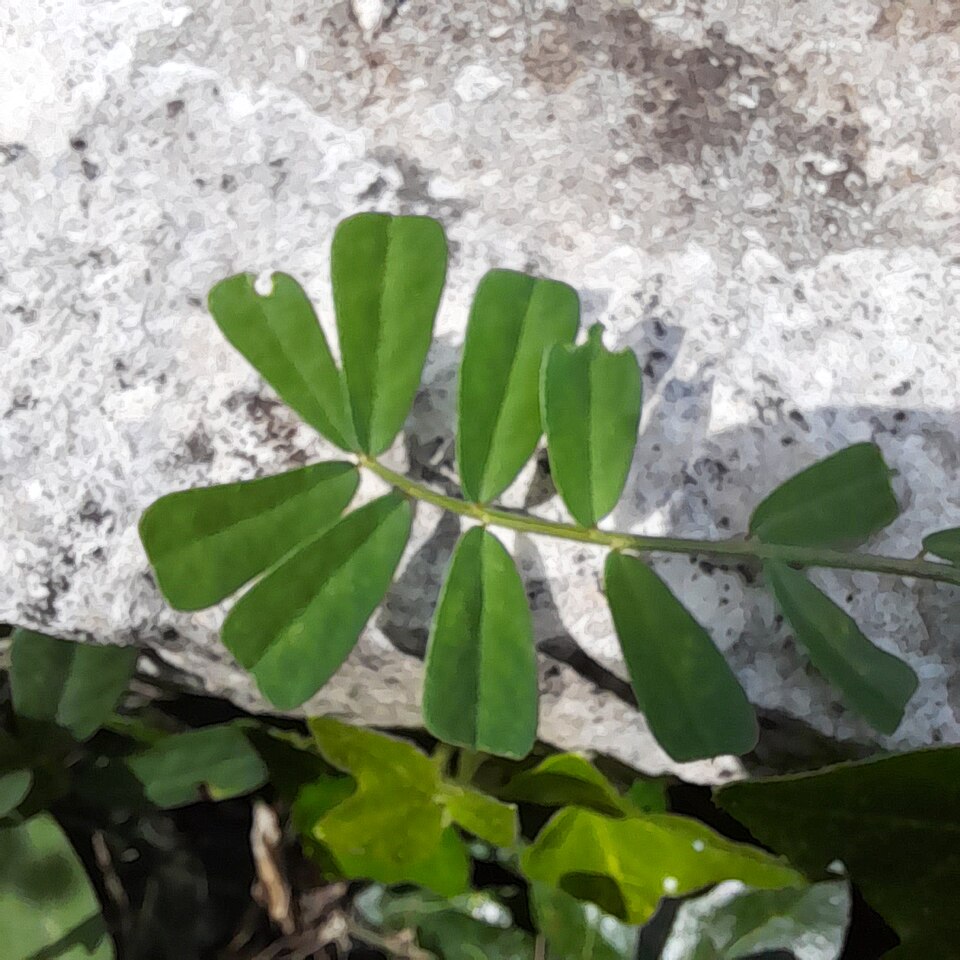 Goat pea: Securigera securidaca