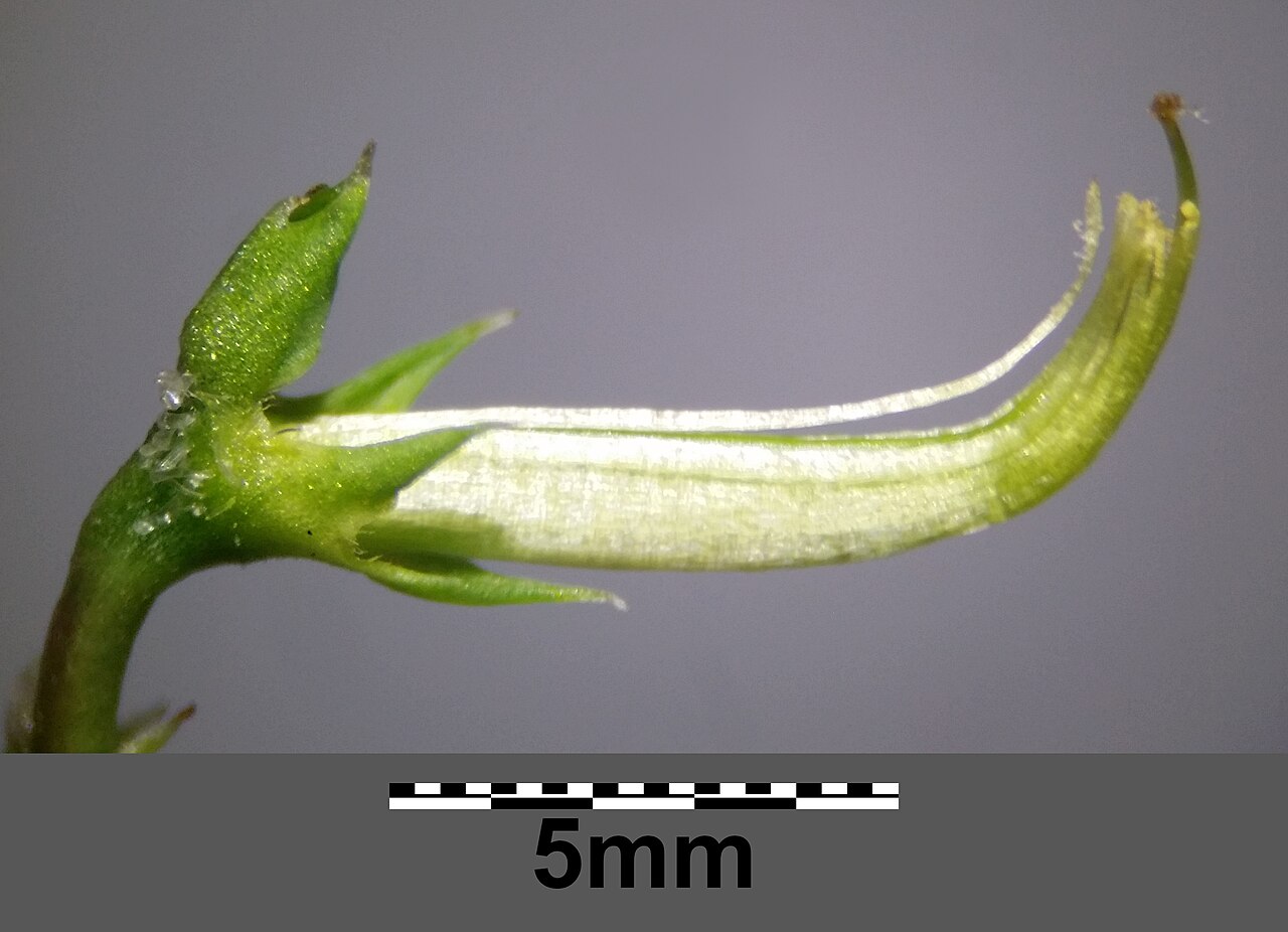 Goat pea: Diadephous stamens and stylus Taxonym: Securigera securidaca ss Rottensteiner: Exkursionsflora für Istrien ISBN 978-3-85328-067-6 Location: community Krk, Krk,