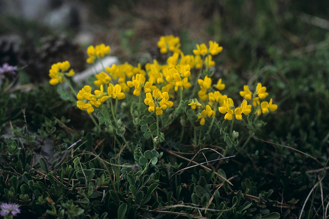 Coronilla vaginalis: Coronilla vaginalis Gorenje, Slovenia