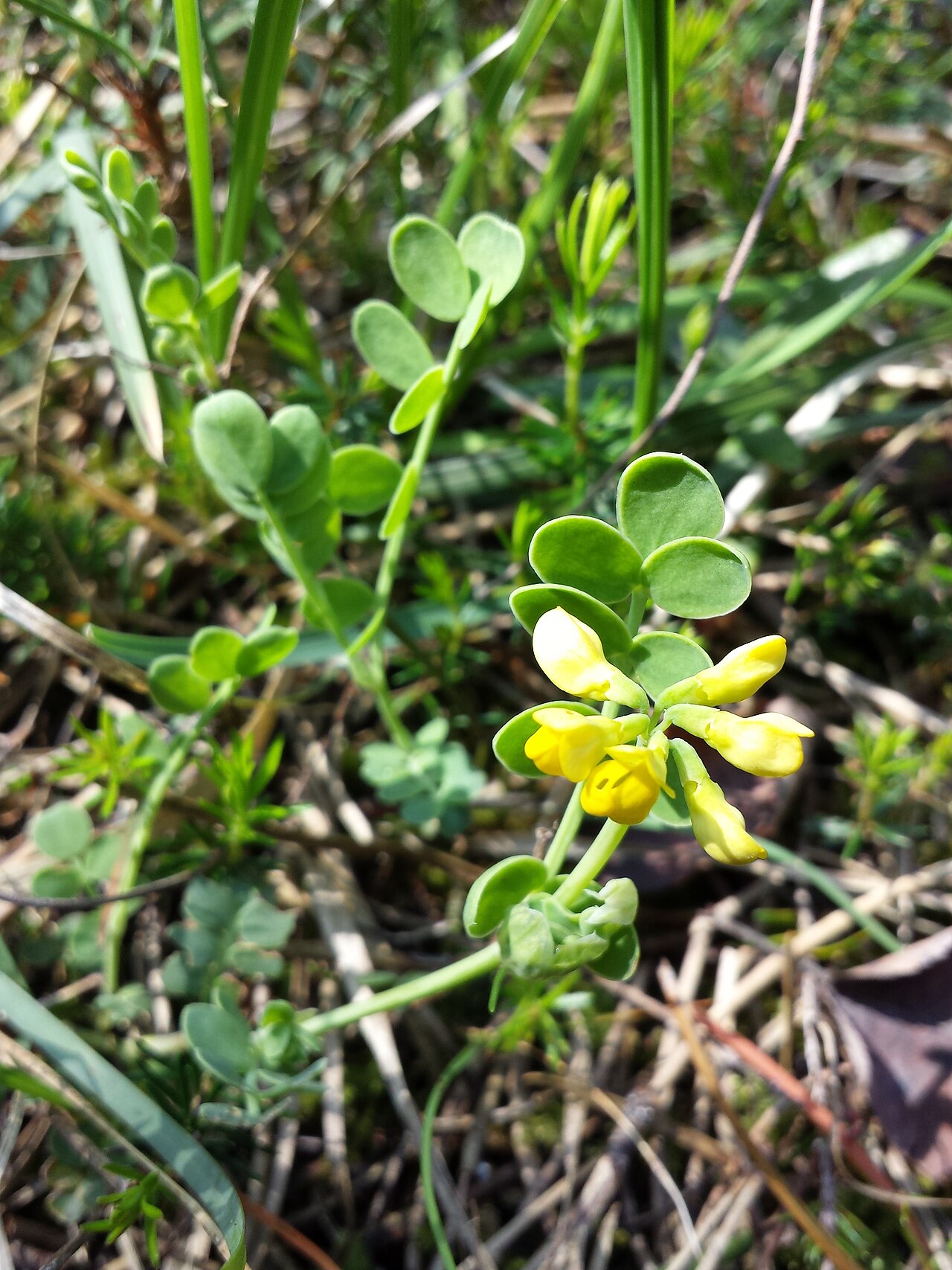 Coronilla vaginalis: Habitus Taxonym: Coronilla vaginalis ss Fischer et al. EfÖLS 2008 ISBN 978-3-85474-187-9 Location: near Bad Vöslau, district Baden, Lower Austria - ca. 450 m a.
