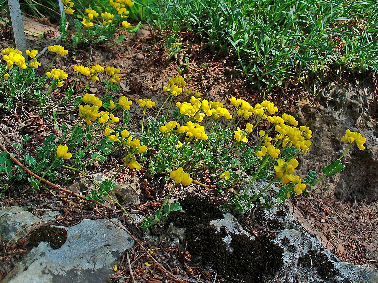 Coronilla vaginalis: Coronilla vaginalis , Fabaceae, Small Scorpion Vetch, habitus; Botanical Garden KIT, Karlsruhe, Germany.