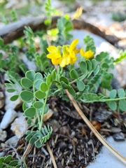 Coronilla vaginalis (Coronilla vaginalis)