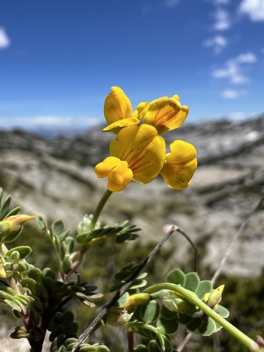 Coronilla vaginalis (Coronilla vaginalis)