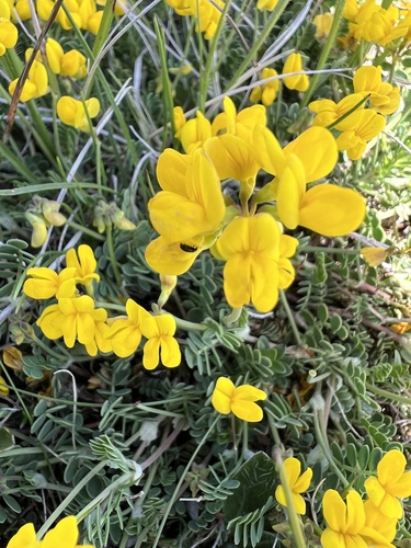 Coronilla vaginalis (Coronilla vaginalis)