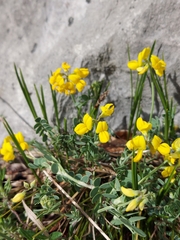 Coronilla vaginalis (Coronilla vaginalis)
