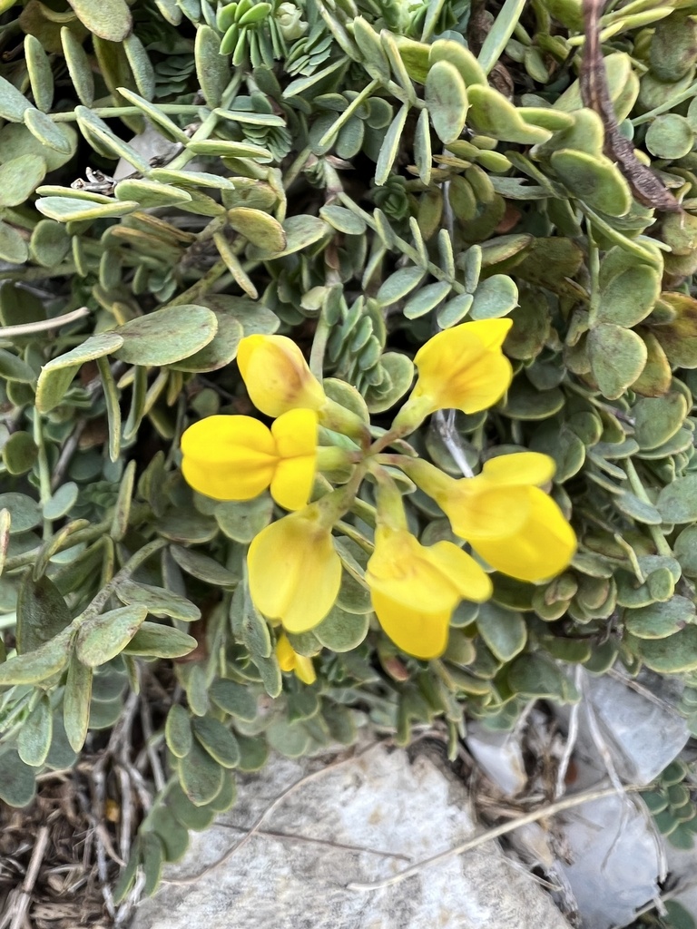 Coronilla vaginalis (Coronilla vaginalis)
