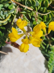 Coronilla vaginalis (Coronilla vaginalis)