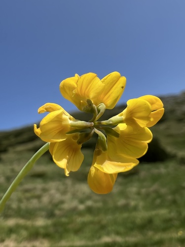 Coronilla vaginalis (Coronilla vaginalis)