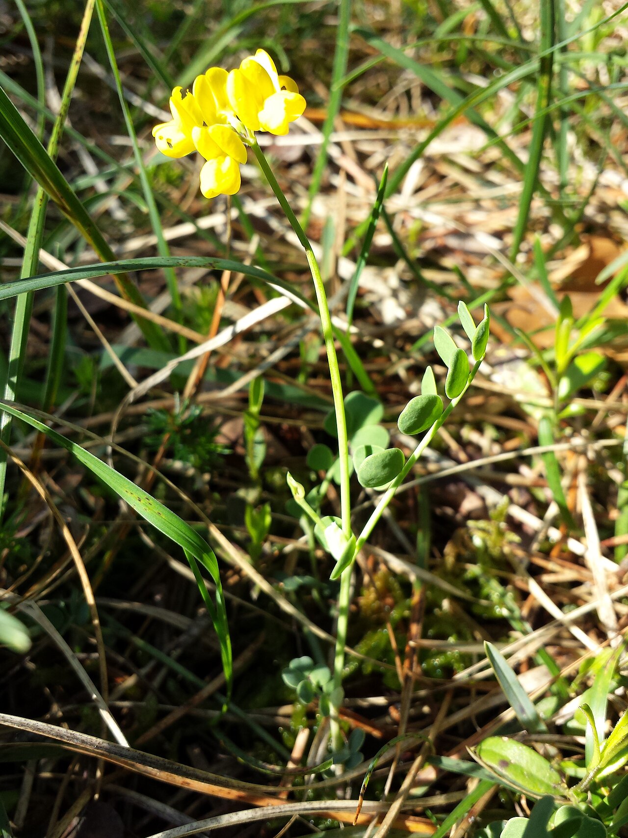 Coronilla vaginalis: Habitus Taxonym: Coronilla vaginalis ss Fischer et al. EfÖLS 2008 ISBN 978-3-85474-187-9 Location: near Bad Vöslau, district Baden, Lower Austria - ca. 450 m a.