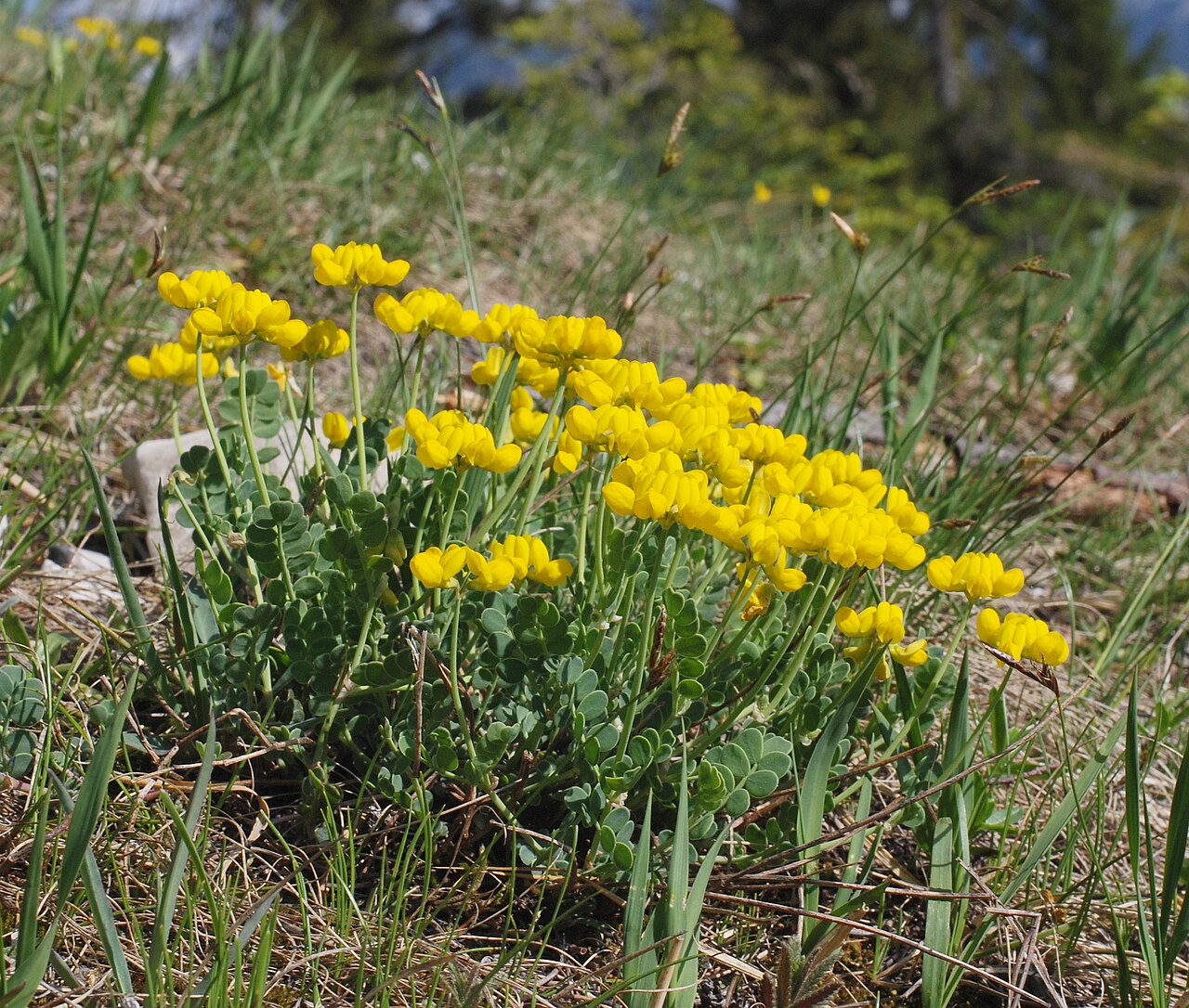 Coronilla vaginalis: Scheiden-Kronwicke ( Coronilla vaginalis ), Hiaslalm am Eibenberg, Österreich