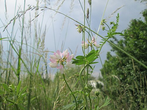 Crownvetch: Bunte Kronwicke ( Securigera varia ) auf einer Wiese in Hockenheim-Talhaus