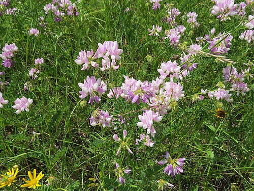 Crownvetch: Securigera varia (crownvetch) at Bichlhäusl, Tiefgrabenrotte, Frankenfels, Austria
