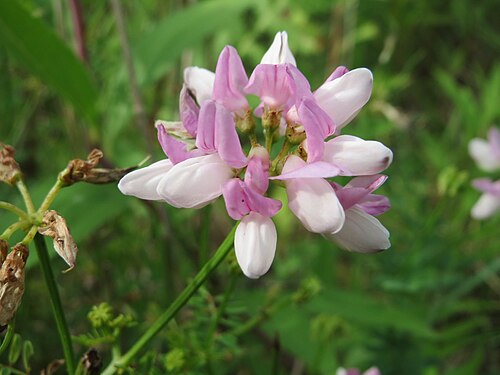 Crownvetch: Bunte Kronwicke ( Securigera varia ) im Naturschutzgebiet „Steinbachtal / Netzbachtal“