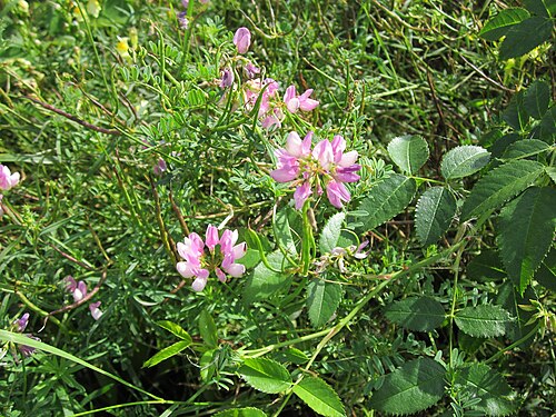 Crownvetch: Bunte Kronwicke (Securigera varia) auf einer Wiese an der B535 bei Plankstadt