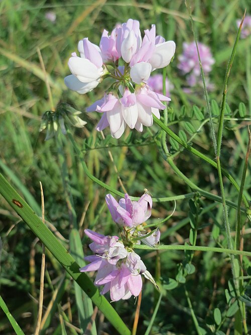 Crownvetch: Bunte Kronwicke ( Securigera varia ) im Hockenheimer Rheinbogen