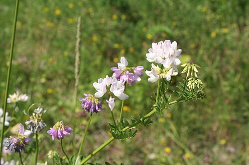 Crownvetch: Coronille bigarrée