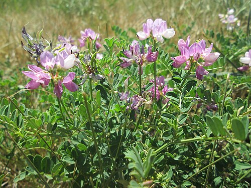 Crownvetch: Bunte Kronwicke ( Securigera varia ) auf einer Wiese in Hockenheim-Talhaus