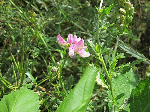 Crownvetch: Bunte Kronwicke (Securigera varia) auf einer Wiese an der B535 bei Plankstadt