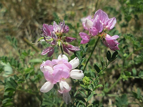 Crownvetch: Bunte Kronwicke ( Securigera varia ) auf einer Wiese in Hockenheim-Talhaus