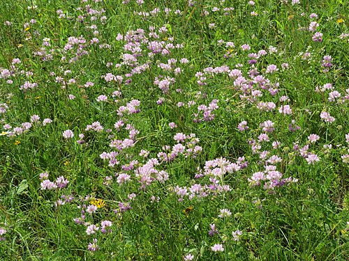 Crownvetch: Securigera varia (crownvetch) at Bichlhäusl, Tiefgrabenrotte, Frankenfels, Austria